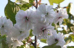 Парк Кіото і цвітіння Сакури. Коли цвіте Сакура в Києві